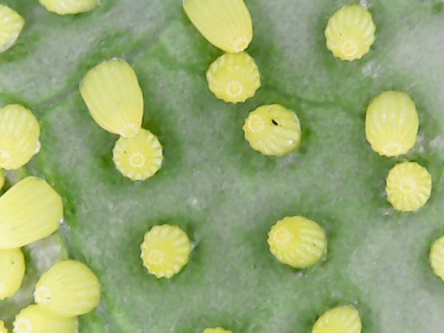 Larve defogliatrici  (di Brassica oleracea var. acephala) di Pieris brassicae (Pieridae)